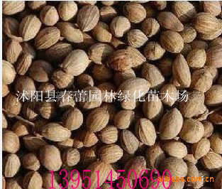 【泡桐种子,流苏种子,香樟种子,麦冬种子等(图)】价格,厂家,图片,药材种子种苗,沭阳县春蕾园林绿化苗木场-