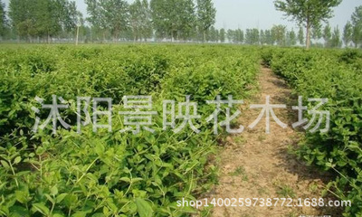 批发采购种苗、种子、种球-供应新采药材种子 白芷种子 达乌里当归种子 中药材种子.