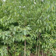 中药材种子种苗蜀道地杜仲种苗出售中药材种植基地直发
