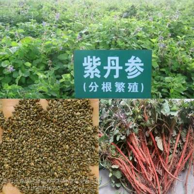 中药材紫丹参种苗产地紫丹参苗种子中药材种苗批发
