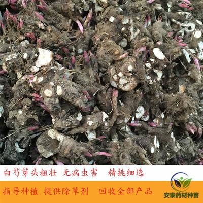 白芍芽子白芍苗出售