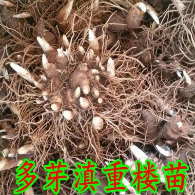 伊人府云南粉质滇重楼种苗种子 七叶一枝花种苗独角莲种子批发 重楼苗图片_高清图_细节图
