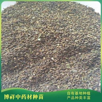 出售柴胡中药材种苗 药用柴胡种子厂家 批发直销