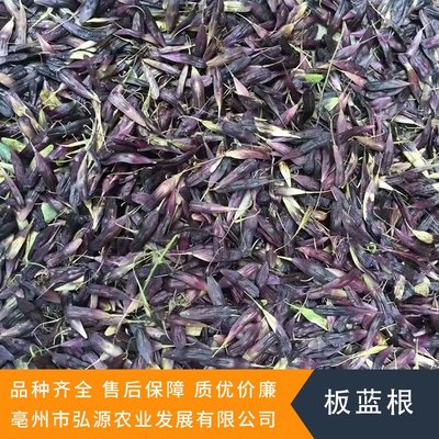 板蓝根种子种苗中药材种植基地源头产地规模出售