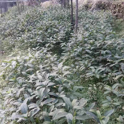 【大量供应走马胎 山猪药 走马风苗药材种子、种苗
