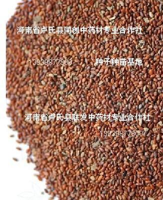 党参种子价格,河南党参种子,党参种子多少钱 - 价格:220.00/千克 - 河南省卢氏县联发中药材专业合作社-价格库-产品报价-价格中心
