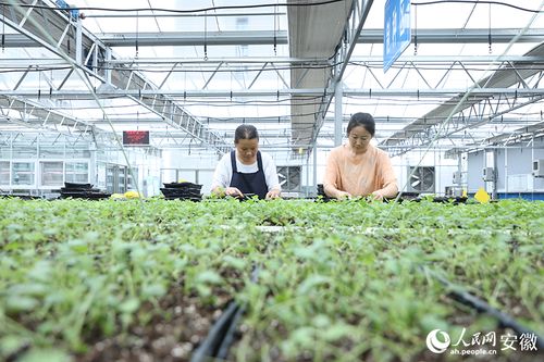 实地探访 药都 亳州有座中药材种苗 植物工厂