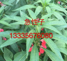 高清图片