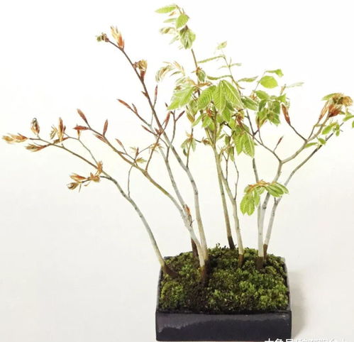 先用种子培育树苗,再选出9株植株,最后制作成为丛林型盆景