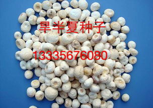 价格,厂家,批发,药材种子 种苗,亳州地产药材种苗推广公司
