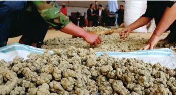 中医药 三七种子种苗 国际标准发布实施