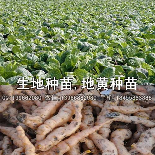 生地种苗,优良品种生地苗,改良地黄种苗批发价格