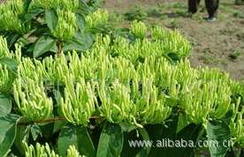 【优质金银花苗,四季金银花苗,金银花树苗,金银花种苗】 种苗 怀化 药材种子、种苗 价格 批发_