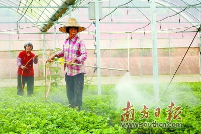 种下百万亩南药 造福一方乡里