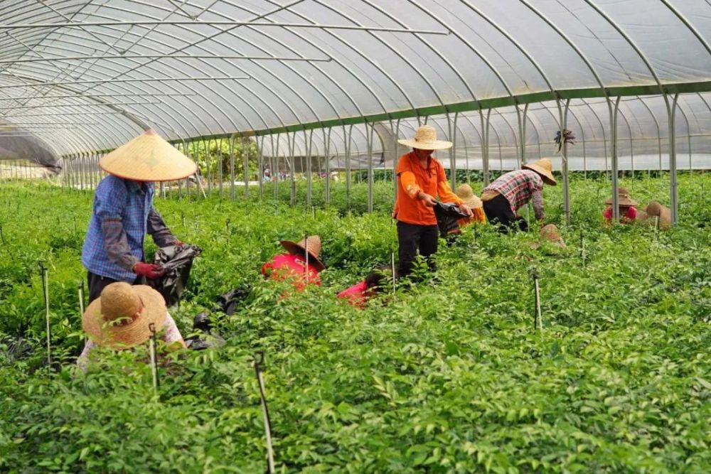 怎一个“火”字了得!云城前锋:南药繁育基地出苗忙