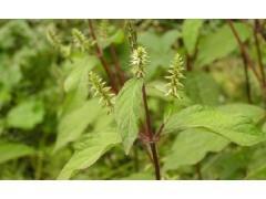 【小茴香种子一斤卖多少钱】价格,厂家,药材种子种苗-搜了网