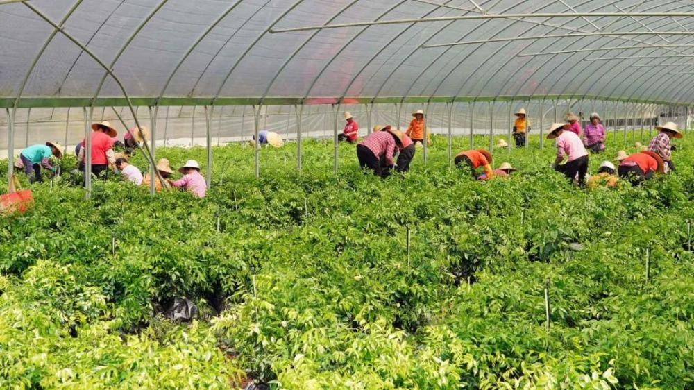 怎一个“火”字了得!云城前锋:南药繁育基地出苗忙