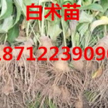  亳州市十八里地产药材种苗推广站 主营 白芷种子 桔梗种子 板