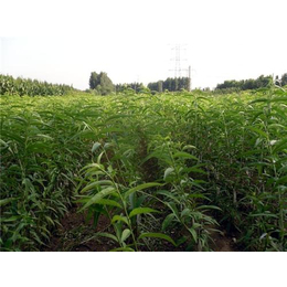 珍珠油杏苗_订购珍珠油杏苗_新泰超越苗木_药材种子种苗_第一枪
