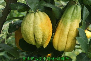 重庆
