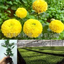 2019药材种子种苗价格 报价 药材种子种苗批发 第6页 种子网