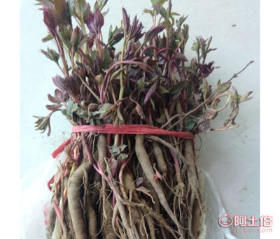 【中药材种子种苗批发赤芍苗赤芍秧有大货易种植可开】安国市新苗中药材种植农民专业合作社联合社 - 产品库