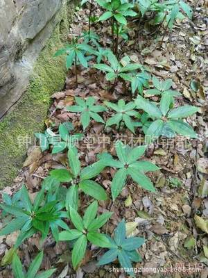 【七叶一枝花种苗[手机]七叶一枝花种籽|七叶一枝花种子】钟山县顺堂中药材购销部 - 产品库