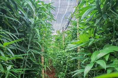 好山好水出好药丨致富有"良方"!丘北这里藏了座中药材"宝库"