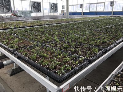 有一"种"力量丨四年多前跟随火箭升空的种子,如今"育"得咋样