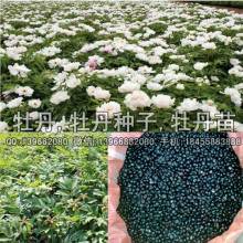 2017药材种子种苗价格 报价 药材种子种苗批发 第3页 种子网