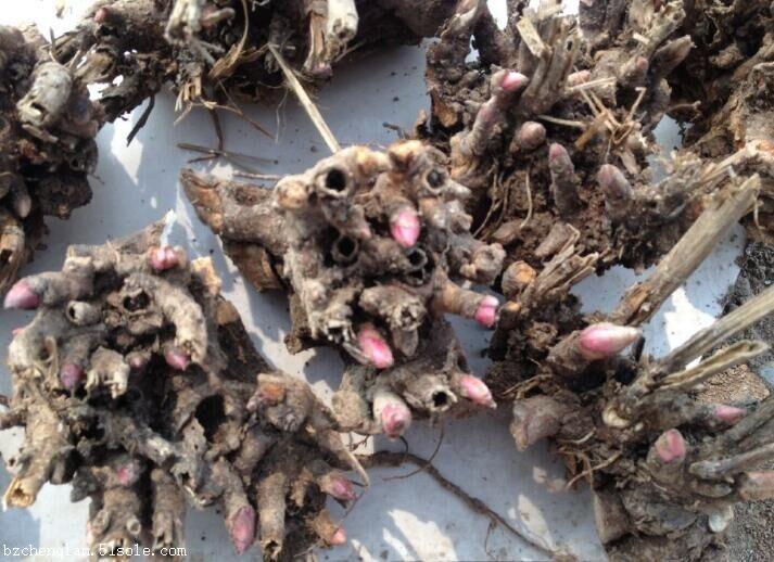 【芍药苗 白芍苗 赤芍苗 亳州万亩基地直销】价格,厂家,药材种子种苗-搜了网