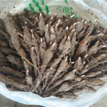 【优选赤芍种子、赤芍种苗 中药材赤芍图片】优选赤芍种子、赤芍种苗 中药材赤芍 - 亳州市谯城区祥刚中药材种植专业合作社