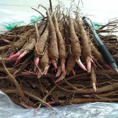 【1年赤芍种苗种植3年亩产量】价格,厂家,药材种子种苗