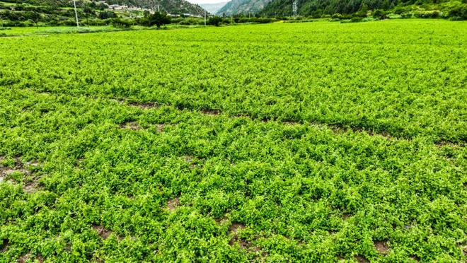 卓尼:中藏药材和青稞种植产业助力乡村振兴