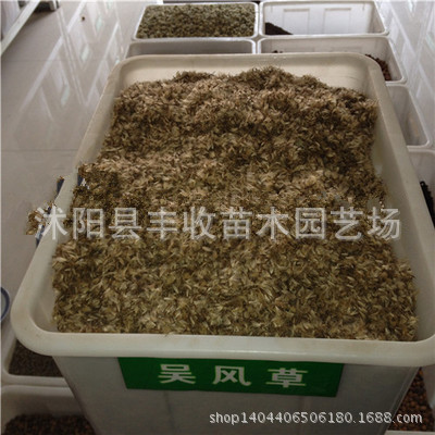 种苗、种子、种球-公司批发进口 药材种子大吴风草种子草药种子 优质种子 货到付款.