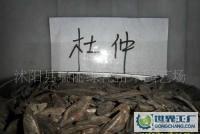 中药材树种子-杜仲种子[供应]_种子、种苗_世界工厂网中国产品信息库