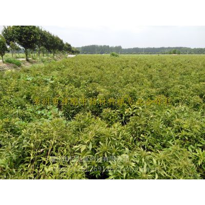 药用白术种子批发价格哪里可以购买@白术种苗怎么种植