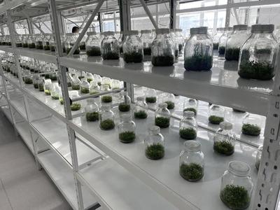塔河县:发展寒地龙药特色产业助力乡村振兴