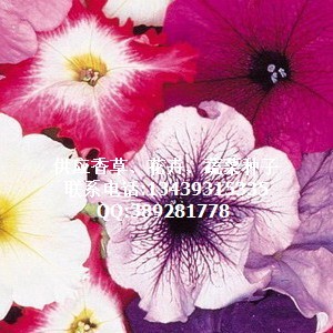 花卉种子,草坪种子,林木种子,花卉种苗,牧草种子,药材种子,芳香植物,蔬菜种子,工厂,厂商-北京卉秀种业