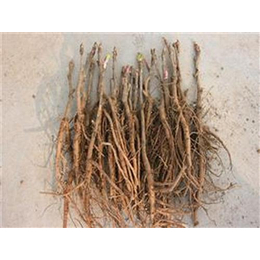 油牡丹_油牡丹苗多少钱_上品农业更专业_药材种子种苗_第一枪