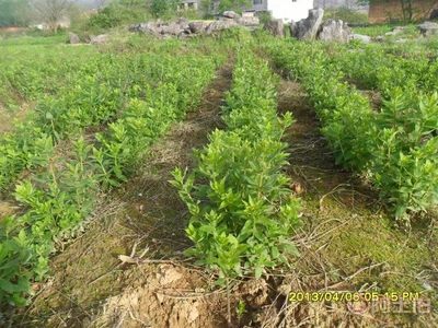 【中药材种子种苗批发】湖南中药材种植基地仿野生态种植园 - 产品库