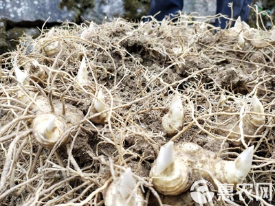 黄精种苗 黄精芽头湖南多花品种,基地直供,量大价优,送货到家