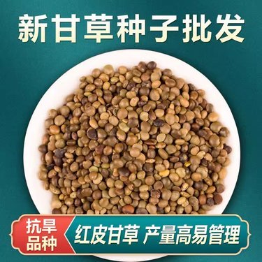 甘草种子