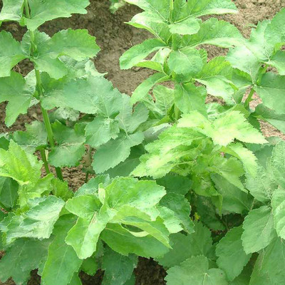 【紫花三叉白芨种苗厂家】紫花三叉白芨种苗厂家供应商_紫花三叉白芨种苗生产厂家批发市场