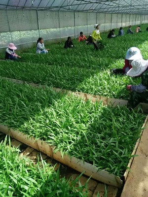 白芨种苗 白芨组培苗白芨种植 白芨基地 贵州白芨 药材种植 药材种子种苗