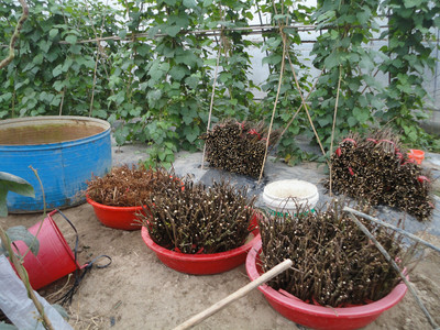 江西中花吴茱萸扦插苗和根发苗今年可供16万株 黄栀子苗、江西药用商州枳壳苗、水杉苗可供量大 药材种子、种苗图片_高清图_细节图-新干县益农药材林木种苗场 -