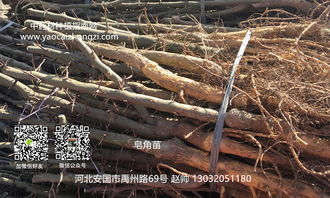皂角种子 皂角价格 皂角图片 价格行情,中药材种植指南网 发展品种 多年受益品种 皂角刺