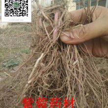 2019药材种子种苗价格 报价 药材种子种苗批发 种子网