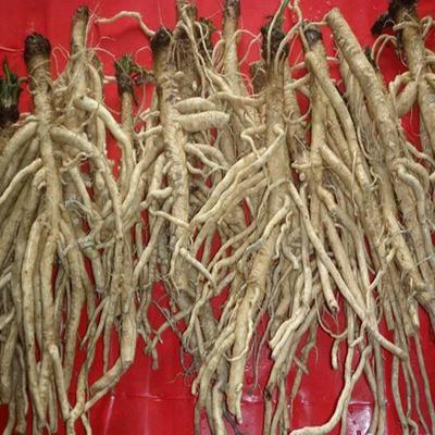 防风籽批发价格-防风种苗厂家-和庆堂中药材种植基地-信赖之选