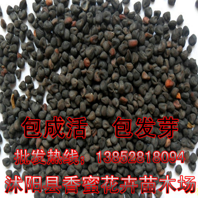 种苗、种子、种球-批发进口草坪草花花卉 麦仙翁种子 药材种子 当年新采 货到付款.